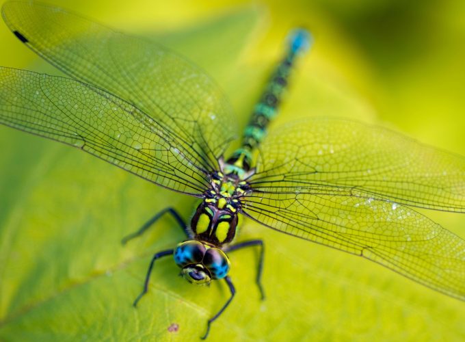 Wallpaper Dragonfly, leaves, wings, green, insect, macro, nature, Animals 4198418914